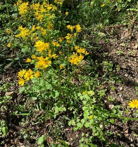 hike45poackera glaberlla butterweed In: OSFR Plant Hike With Dr. Jacono | Our Santa Fe River, Inc. (OSFR) | Protecting the Santa Fe River
