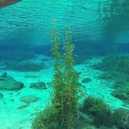 rainbow rivertwo In: Rainbow River MFLs Challenged | Our Santa Fe River, Inc. (OSFR) | Protecting the Santa Fe River