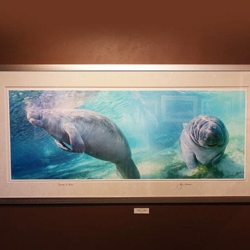 moranmanatees In: Lawsuit Launched Over Federal Failure to Protect Manatees | Our Santa Fe River, Inc. (OSFR) | Protecting the Santa Fe River