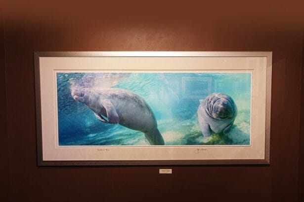 moranmanatees In: Lawsuit Launched Over Federal Failure to Protect Manatees | Our Santa Fe River, Inc. (OSFR) | Protecting the Santa Fe River