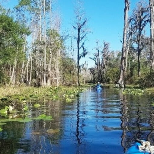 Quartermantwinpines In: Another Push for Okefenokee | Our Santa Fe River, Inc. (OSFR) | Protecting the Santa Fe River