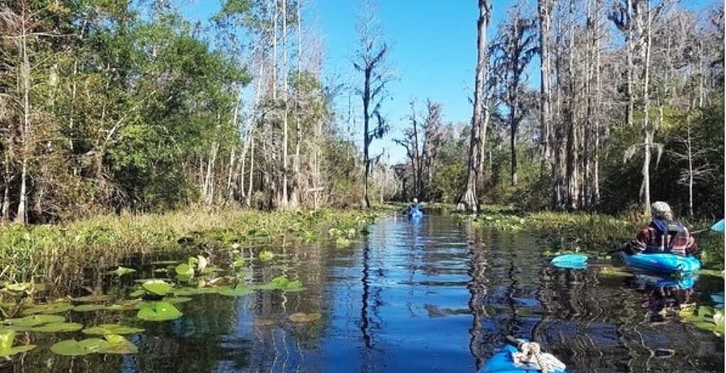Quartermantwinpines In: Another Push for Okefenokee | Our Santa Fe River, Inc. (OSFR) | Protecting the Santa Fe River Quartermantwinpines In: Another Push for Okefenokee | Our Santa Fe River, Inc. (OSFR) | Protecting the Santa Fe River