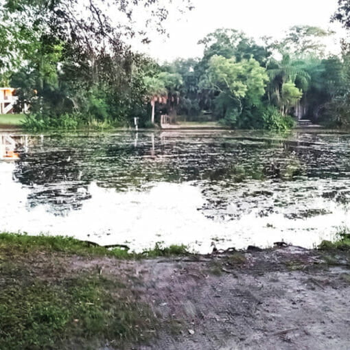 algae on Hillsborough River In: Why put up with monitoring? We should demand a cure. | Our Santa Fe River, Inc. (OSFR) | Protecting the Santa Fe River
