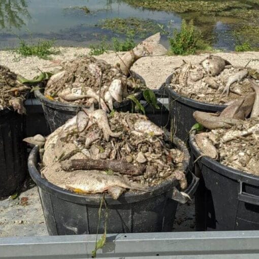 dead fish from nestle spill In: Nestlé Pollutes Rivers With More Than Plastic | Our Santa Fe River, Inc. (OSFR) | Protecting the Santa Fe River