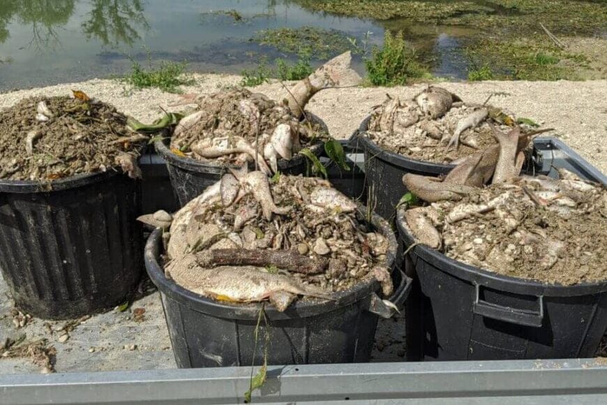 dead fish from nestle spill In: Nestlé Pollutes Rivers With More Than Plastic | Our Santa Fe River, Inc. (OSFR) | Protecting the Santa Fe River