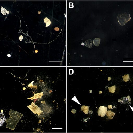 Microplastics in sediments In: More Bad News About Microplastics | Our Santa Fe River, Inc. (OSFR) | Protecting the Santa Fe River