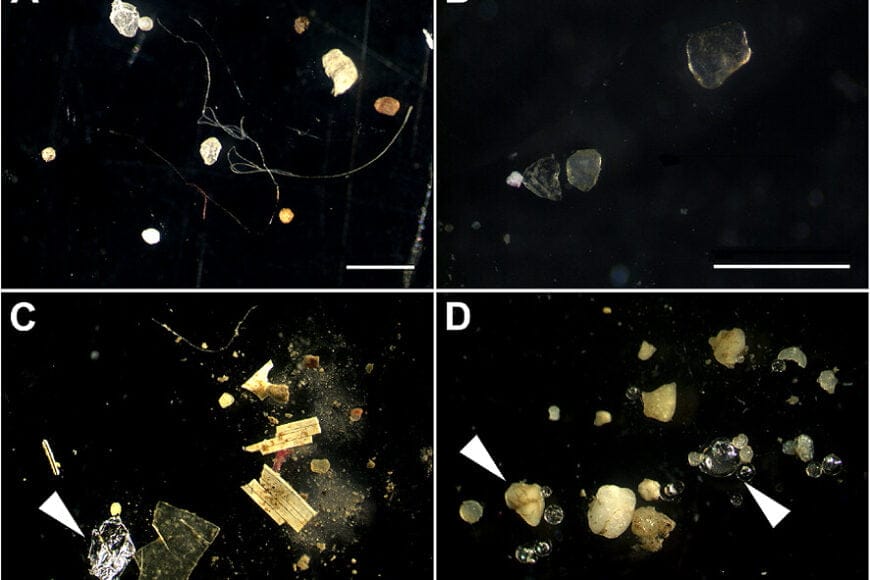 Microplastics in sediments In: More Bad News About Microplastics | Our Santa Fe River, Inc. (OSFR) | Protecting the Santa Fe River