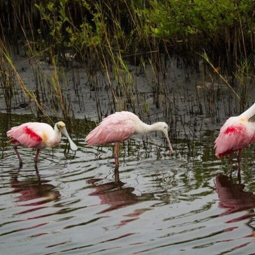 Roseate spoonbills free image In: Handing federal wetlands permitting to FL DEP is an idea that’s all wet | Our Santa Fe River, Inc. (OSFR) | Protecting the Santa Fe River