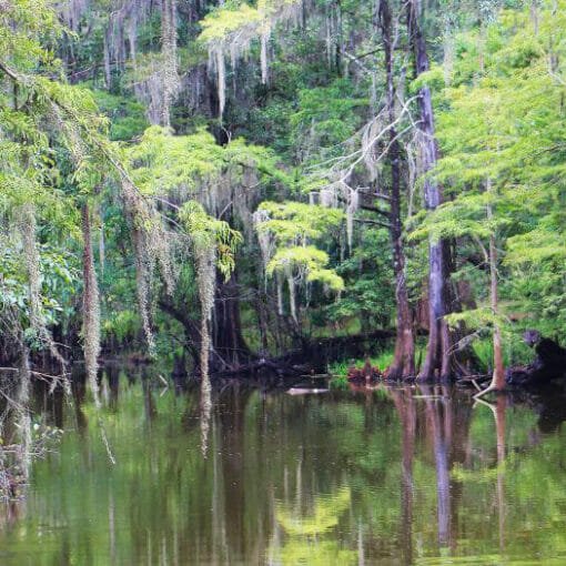 newnans lake Acosta In: More of the same and close to home | Our Santa Fe River, Inc. (OSFR) | Protecting the Santa Fe River