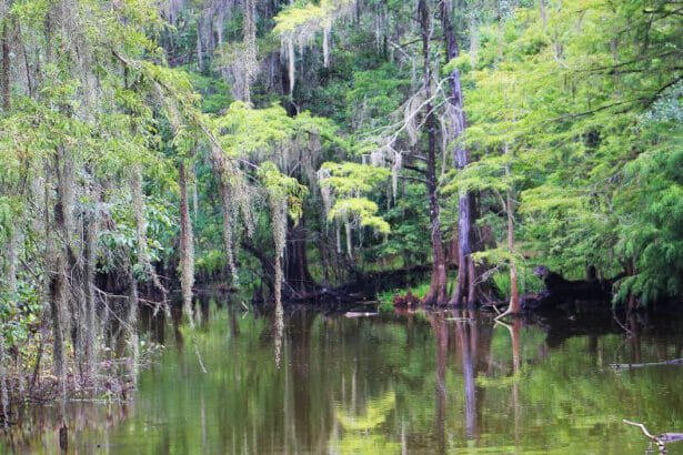 newnans lake Acosta In: More of the same and close to home | Our Santa Fe River, Inc. (OSFR) | Protecting the Santa Fe River