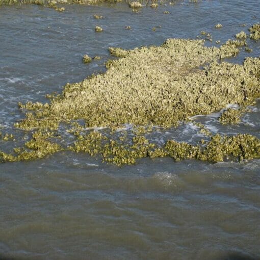 oyster reef free wiki In: largest hydrologic restoration project ever undertaken in the United States. | Our Santa Fe River, Inc. (OSFR) | Protecting the Santa Fe River