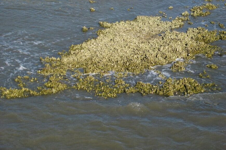 oyster reef free wiki In: largest hydrologic restoration project ever undertaken in the United States. | Our Santa Fe River, Inc. (OSFR) | Protecting the Santa Fe River
