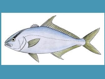 Almaco jack1 In: After emails are lost, U.S. Army Corps extends public comment on fish farm off Sarasota-- | Our Santa Fe River, Inc. (OSFR) | Protecting the Santa Fe River