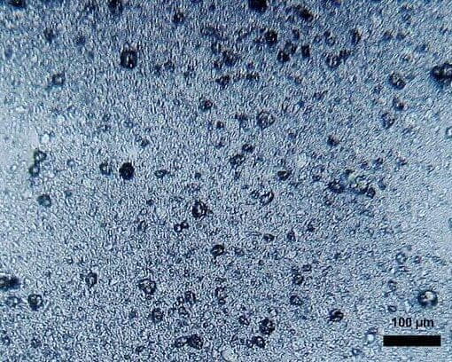Microplastics in toothpaste wiki give credit In: Study Finds Synthetic Clothes Contributed 4,000 Metric Tons of Plastic Microfibers in California-- | Our Santa Fe River, Inc. (OSFR) | Protecting the Santa Fe River