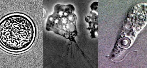 Naegleria fowleri lifecycle stages In: Brain-Eating Amoeba Found In Texas Water Supply | Our Santa Fe River, Inc. (OSFR) | Protecting the Santa Fe River