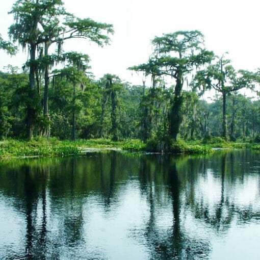 Wakulla sprgs tim ross pub domain In: Wakulla Springs success? Not so fast | Our Santa Fe River, Inc. (OSFR) | Protecting the Santa Fe River