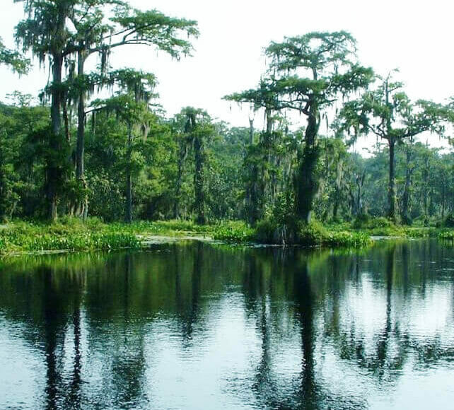 Wakulla sprgs tim ross pub domain In: Wakulla Springs success? Not so fast | Our Santa Fe River, Inc. (OSFR) | Protecting the Santa Fe River
