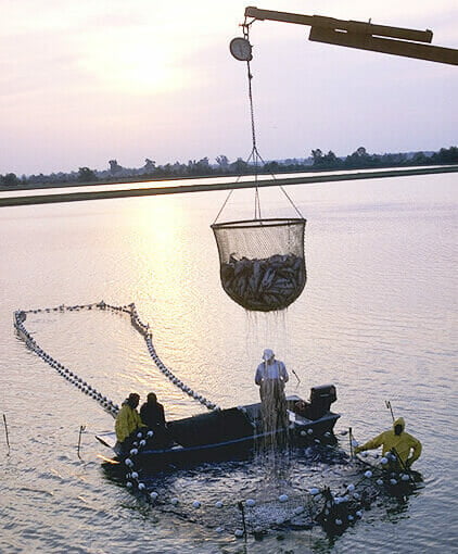 fish farms wikipedia In: The battle over fish farming in the open ocean heats up, as EPA OKs permit | Our Santa Fe River, Inc. (OSFR) | Protecting the Santa Fe River