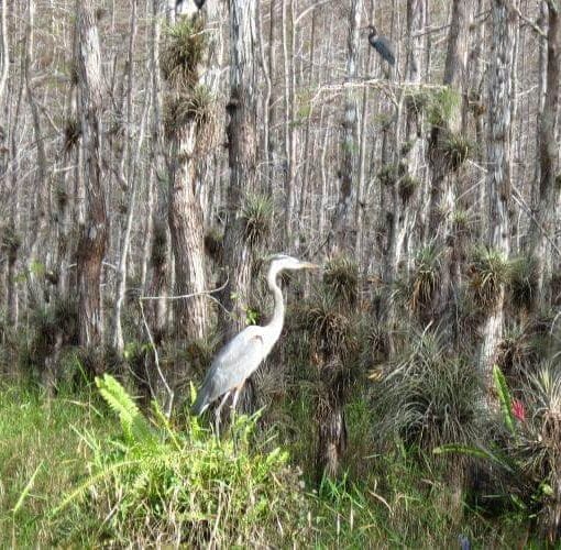 Craig Pittman Nov 19 2020 In: How ‘DeathSantis’ could become ‘Governor Green | Our Santa Fe River, Inc. (OSFR) | Protecting the Santa Fe River