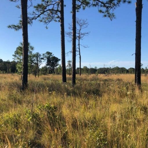 grasslands4 In: Florida’s First Conservation Easement Protecting Grassland of Special Environmental Significance Recorded in Columbia County | Our Santa Fe River, Inc. (OSFR) | Protecting the Santa Fe River