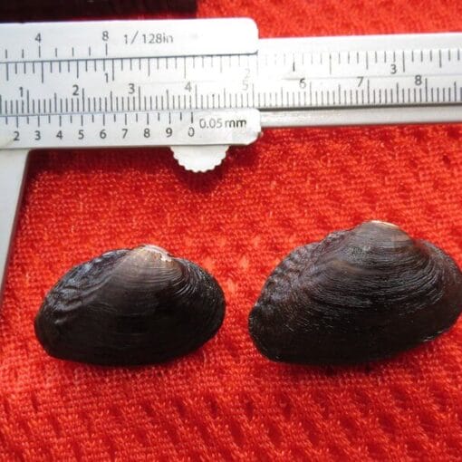suwannee moccasinshell USFWS FPWC.max 800x800 1 In: Lawsuit Launched to Secure Critical Habitat for Florida Freshwater Mussel | Our Santa Fe River, Inc. (OSFR) | Protecting the Santa Fe River