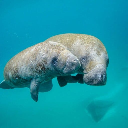 manateesfreeNOAA In: Florida manatees are dying in droves this year. Experts blame poor water quality, starvation | Our Santa Fe River, Inc. (OSFR) | Protecting the Santa Fe River