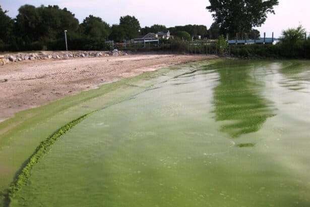 Blue gree algae bloom Lake ErieNOAH public In: More Wasted Money to Protect Polluters | Our Santa Fe River, Inc. (OSFR) | Protecting the Santa Fe River