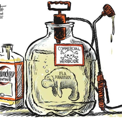 marlettemanatees In: More Problems For Manatees Due to Human Interference | Our Santa Fe River, Inc. (OSFR) | Protecting the Santa Fe River