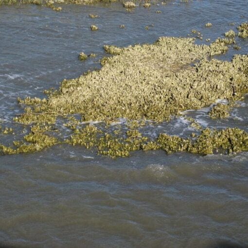oyster reef pubdomain In: Why America’s water wars are futile: Cynthia Barnett | Our Santa Fe River, Inc. (OSFR) | Protecting the Santa Fe River