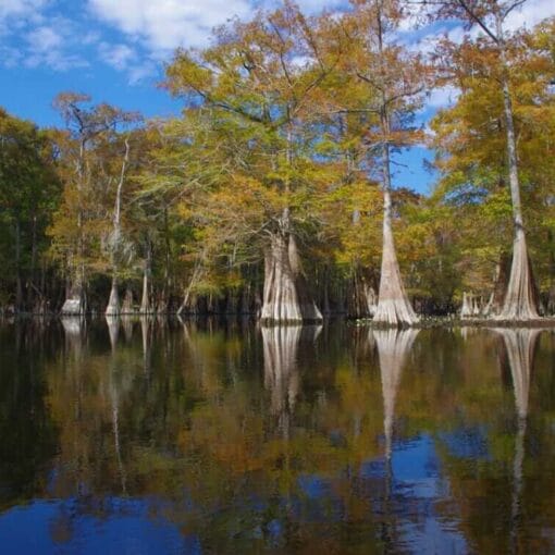 Santa Fe Ich Confluence MMJworking In: Why traveling to a ‘blue space’ is the stress reliever you need right now | Our Santa Fe River, Inc. (OSFR) | Protecting the Santa Fe River