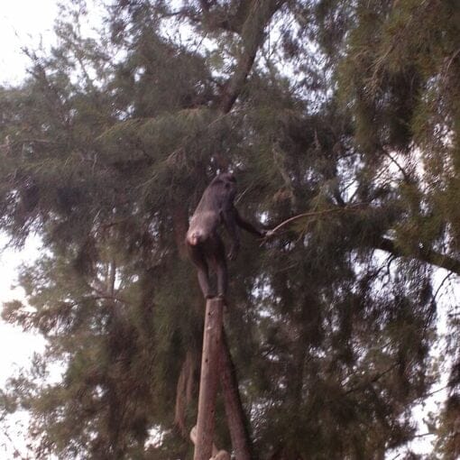 chimpanzee pub domain In: Congratulations to Chile! | Our Santa Fe River, Inc. (OSFR) | Protecting the Santa Fe River