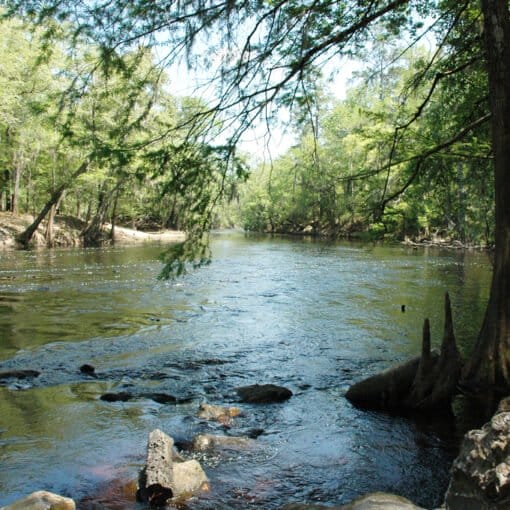 SANTAFERIVER pittman In: DeSantis Takes More Flak on Hair-Brained Parks Plan | Our Santa Fe River, Inc. (OSFR) | Protecting the Santa Fe River