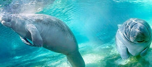 manatees breath of blue by John MoranFI In: Florida Considers Seasonal Protections For Manatees | Our Santa Fe River, Inc. (OSFR) | Protecting the Santa Fe River