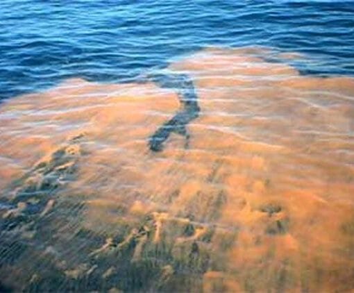 Red tideNOAA In: Algae Issue Needs Attack at Source, Not Pretend Study | Our Santa Fe River, Inc. (OSFR) | Protecting the Santa Fe River