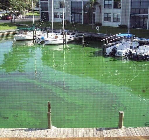 blue green algae FLorida Sea GrantIFAS In: Opinion: Florida’s Waters Choke on Fertilizer, Dead Fish and Red Tides — While Big AG Floats Above It All | Our Santa Fe River, Inc. (OSFR) | Protecting the Santa Fe River