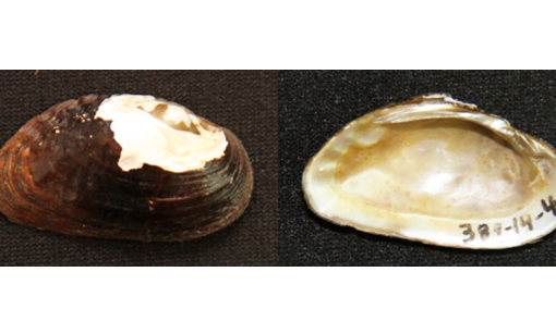 SuwanneeMocMedionidusWalkeri cropped In: Florida Freshwater Mussel Gets Protected Habitat Thanks to Museum Collections | Our Santa Fe River, Inc. (OSFR) | Protecting the Santa Fe River