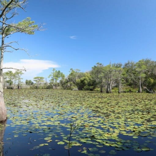 Topsail Coastal Dune Lake 1536x1024 1 In: Appeals Court Vindicates Citizens’ Right to Challenge Land Developments | Our Santa Fe River, Inc. (OSFR) | Protecting the Santa Fe River