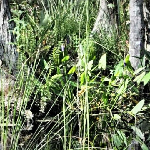 WetlandsSWFWMD In: Federal Court Ruling Could Compel FL to Pause on Permitting Dredge and Fill of Wetlands | Our Santa Fe River, Inc. (OSFR) | Protecting the Santa Fe River