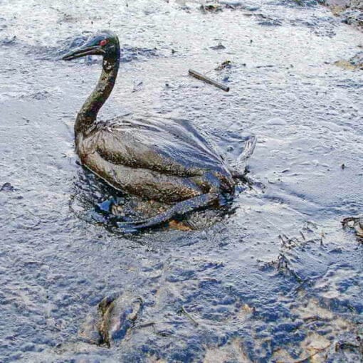 Oiled Bird Black Sea Oil Spill 111207 In: Polluters Can No Longer Hide From Their Crimes’: Fossil Fuel Companies Owe $5.4 Trillion in Reparations, Study Says | Our Santa Fe River, Inc. (OSFR) | Protecting the Santa Fe River