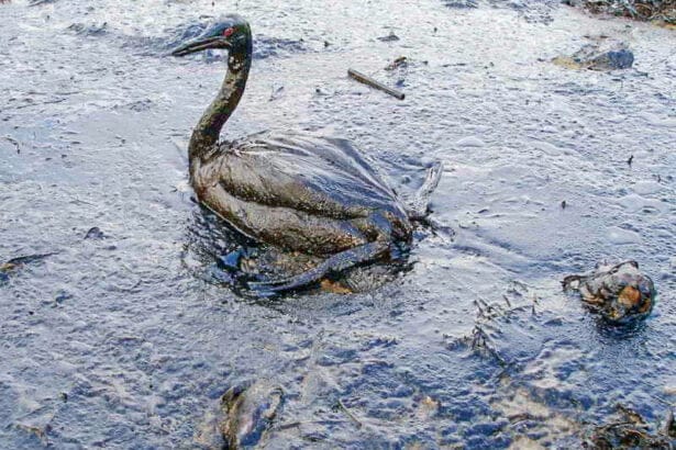 Oiled Bird Black Sea Oil Spill 111207 In: Polluters Can No Longer Hide From Their Crimes’: Fossil Fuel Companies Owe $5.4 Trillion in Reparations, Study Says | Our Santa Fe River, Inc. (OSFR) | Protecting the Santa Fe River