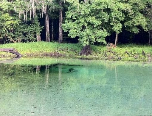 Rum Island Santa Fe River 4063Cropped e1634756653656 In: Rating Is Because of Springs and the Santa Fe River. | Our Santa Fe River, Inc. (OSFR) | Protecting the Santa Fe River