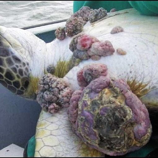 turtle tumor3 In: Indian River Lagoon turtles are covered with tumors. New research points to water quality--- | Our Santa Fe River, Inc. (OSFR) | Protecting the Santa Fe River