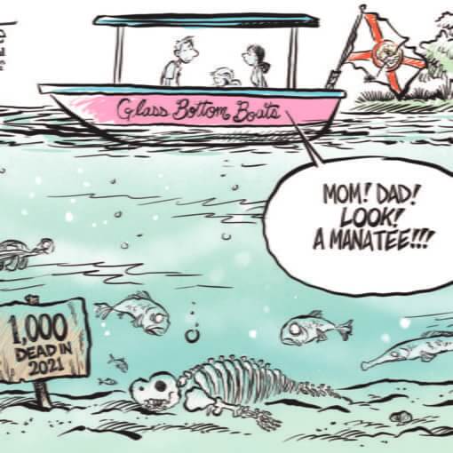 marlettemanateedeaths In: Scientists Assess Success of Manatee Lettuce-Feeding Plan | Our Santa Fe River, Inc. (OSFR) | Protecting the Santa Fe River