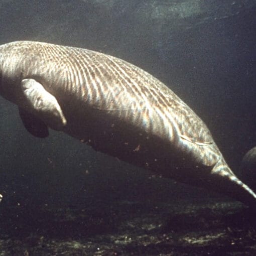 ManateeNASA In: Florida’s Starving Manatees Need More Than Good Intentions and Lettuce | Our Santa Fe River, Inc. (OSFR) | Protecting the Santa Fe River