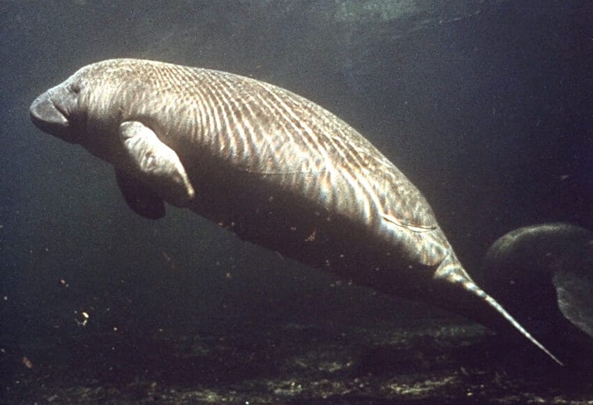 ManateeNASA In: Florida’s Starving Manatees Need More Than Good Intentions and Lettuce | Our Santa Fe River, Inc. (OSFR) | Protecting the Santa Fe River