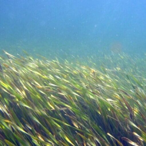 SeaGrass In: Mitigation Almost Never Works Stop This Self-serving Bill | Our Santa Fe River, Inc. (OSFR) | Protecting the Santa Fe River