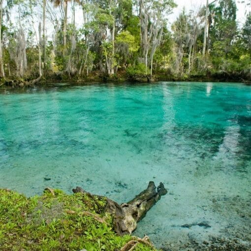 Three sisters springs near crystal river national wildlife refuge In: Government Cuts Affect Springs | Our Santa Fe River, Inc. (OSFR) | Protecting the Santa Fe River