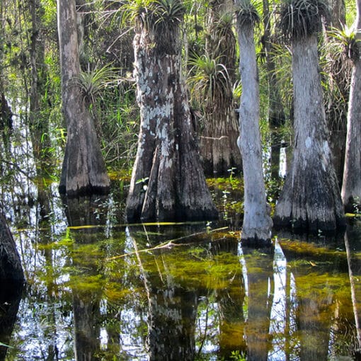 Big Cypress National Preserve In: Burnett Oil Pulls Drilling Application for Big Cypress Site | Our Santa Fe River, Inc. (OSFR) | Protecting the Santa Fe River