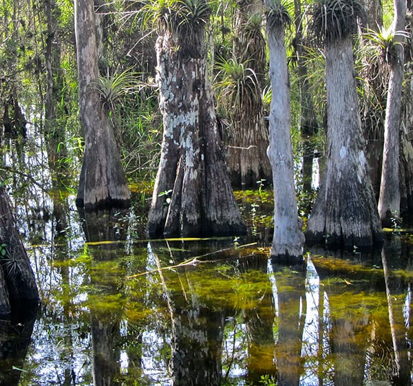 Big Cypress National Preserve In: Burnett Oil Pulls Drilling Application for Big Cypress Site | Our Santa Fe River, Inc. (OSFR) | Protecting the Santa Fe River