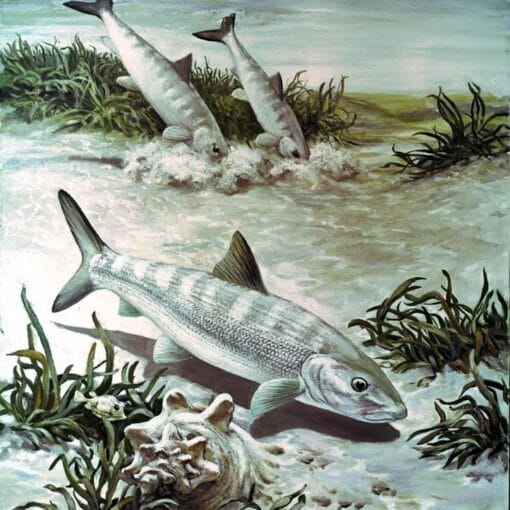 Bonefishpubdomwiki In: Florida's Failure For Clean Water | Our Santa Fe River, Inc. (OSFR) | Protecting the Santa Fe River